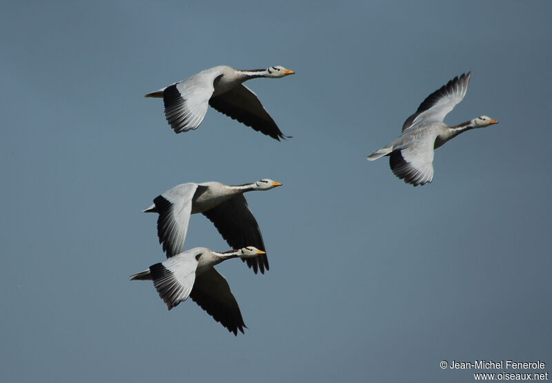 Bar-headed Goose