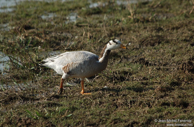 Bar-headed Goose