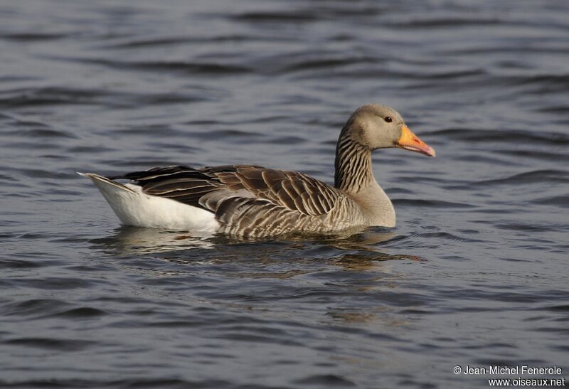 Greylag Goose