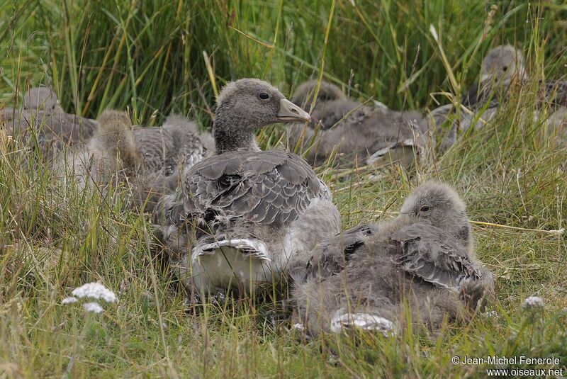 Greylag Goose