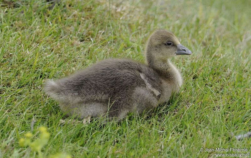 Greylag Goose