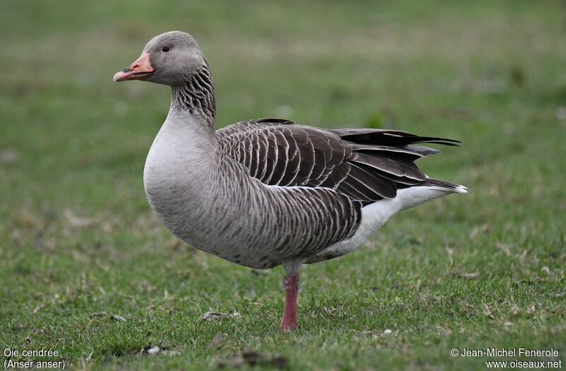 Greylag Goose