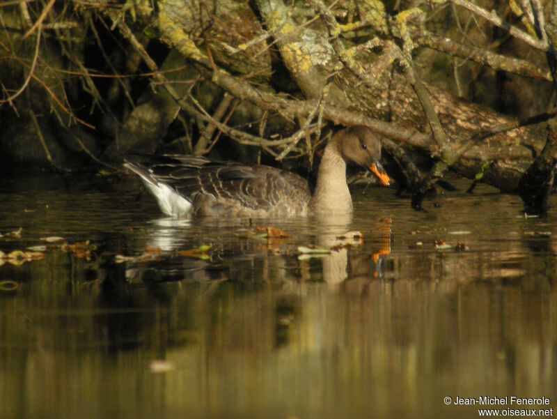 Taiga Bean Gooseadult