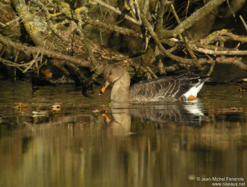 Taiga Bean Goose