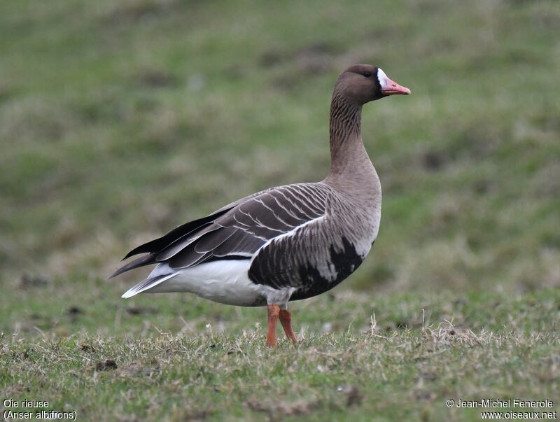 Greater White-fronted Goose