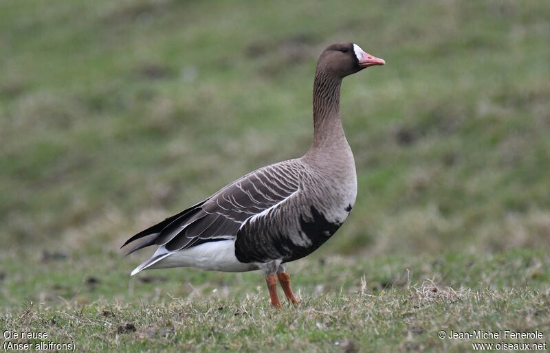 Greater White-fronted Goose