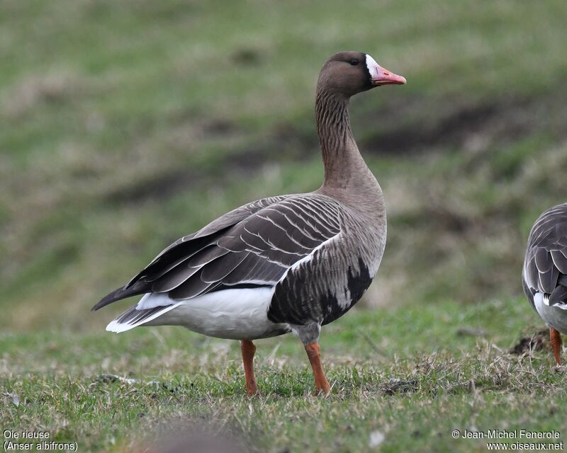 Greater White-fronted Goose