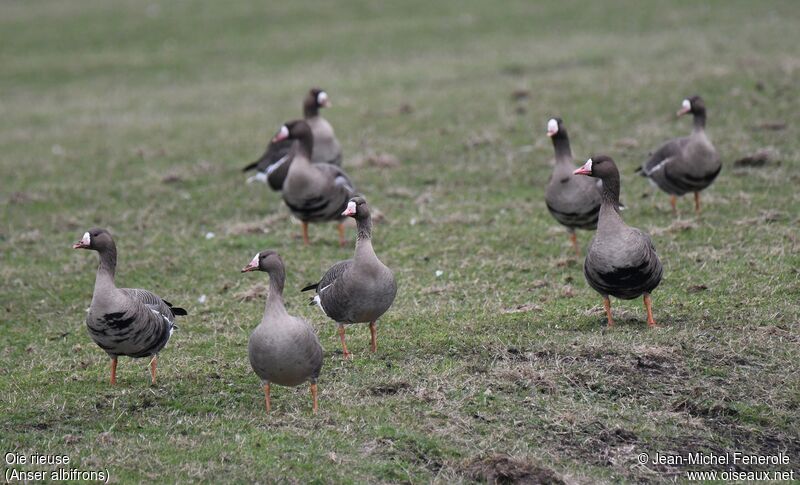 Greater White-fronted Goose