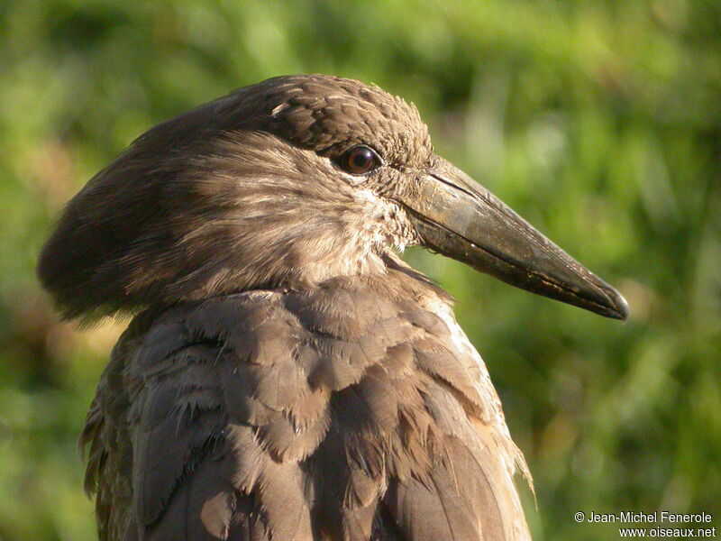 Hamerkop