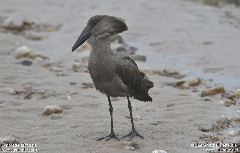 Hamerkop