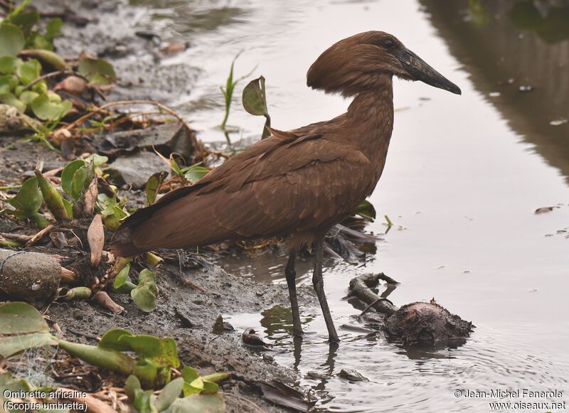 Hamerkop