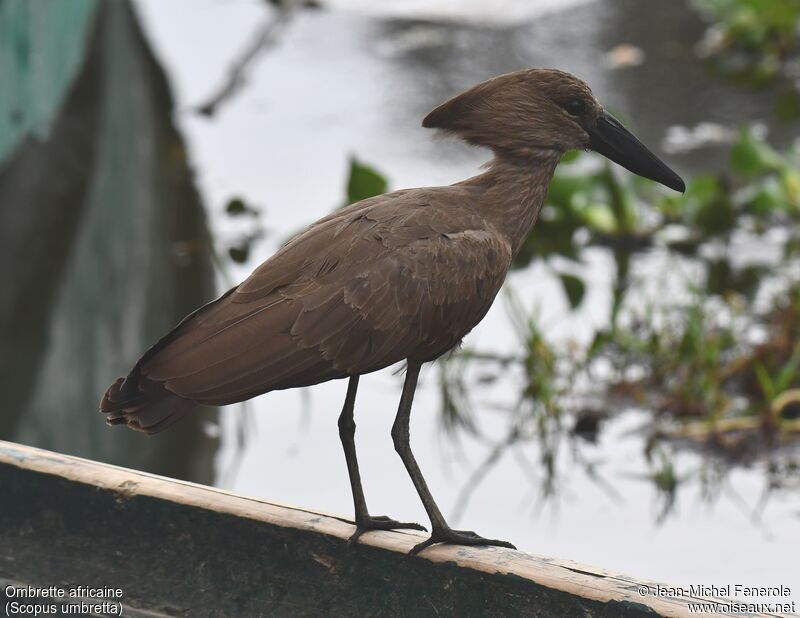 Hamerkop