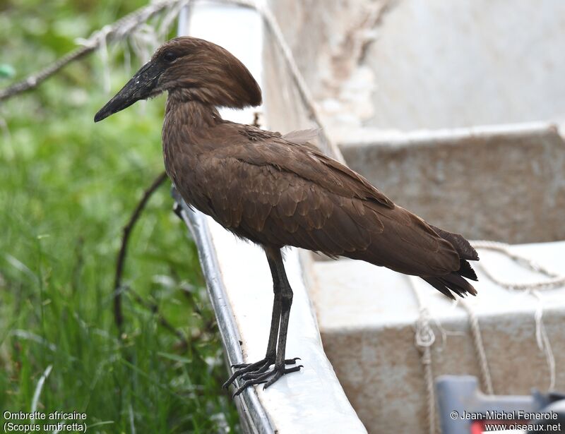 Hamerkop