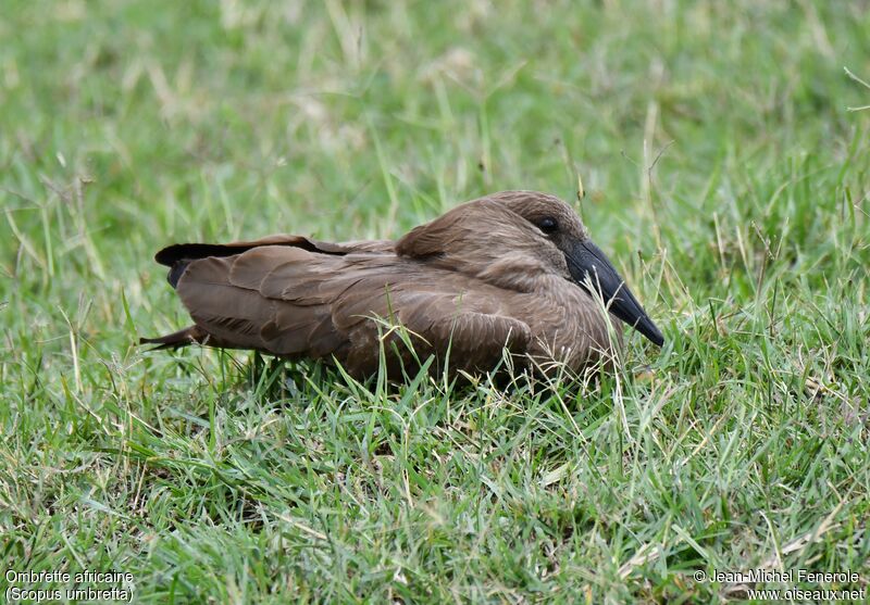 Hamerkop