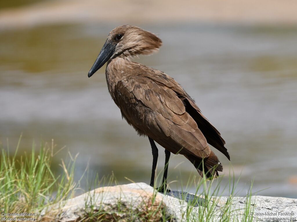 Hamerkop