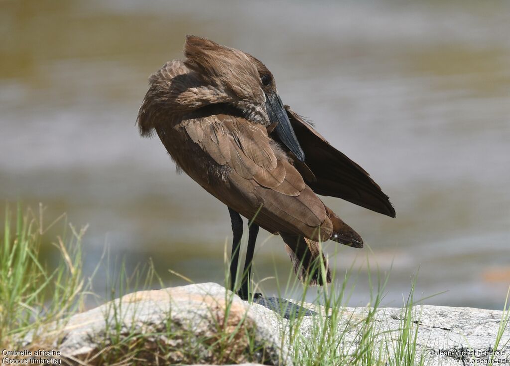 Hamerkop