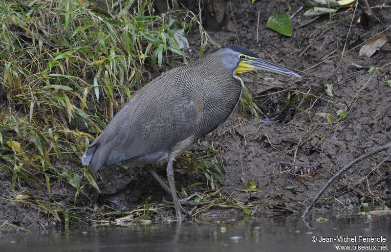 Bare-throated Tiger Heron