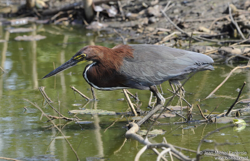 Rufescent Tiger Heron