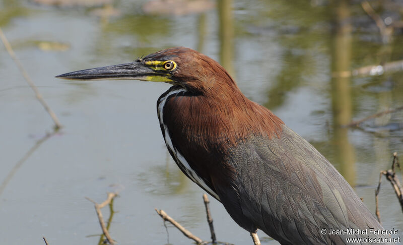 Rufescent Tiger Heron