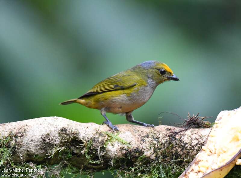 Orange-bellied Euphonia female adult, identification