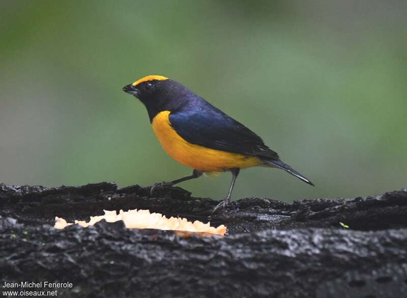 Orange-bellied Euphonia male adult, identification