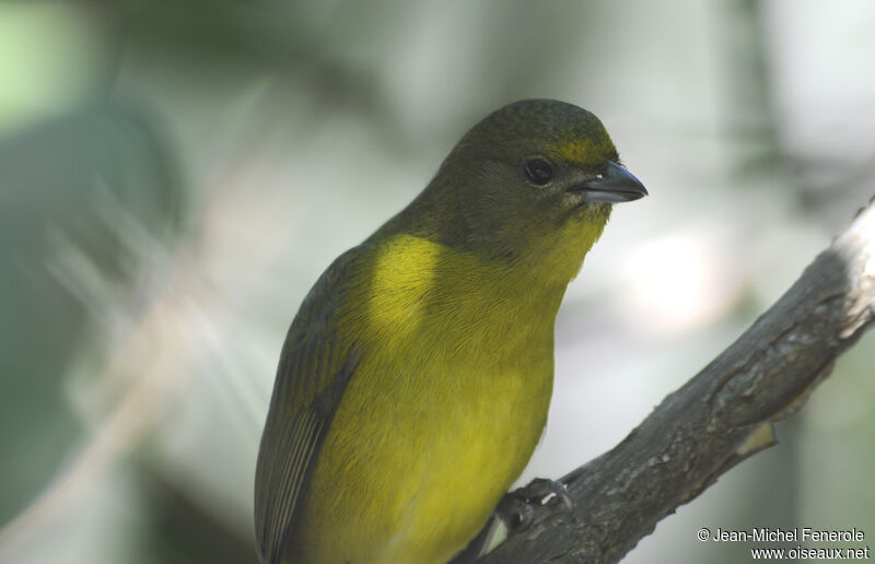 Violaceous Euphonia female adult