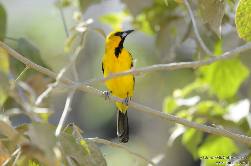 Oriole à dos rayé