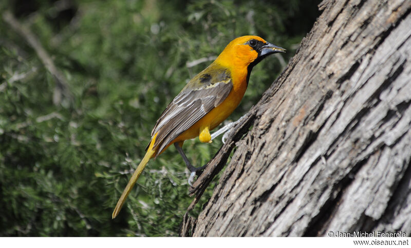 Oriole à gros bec