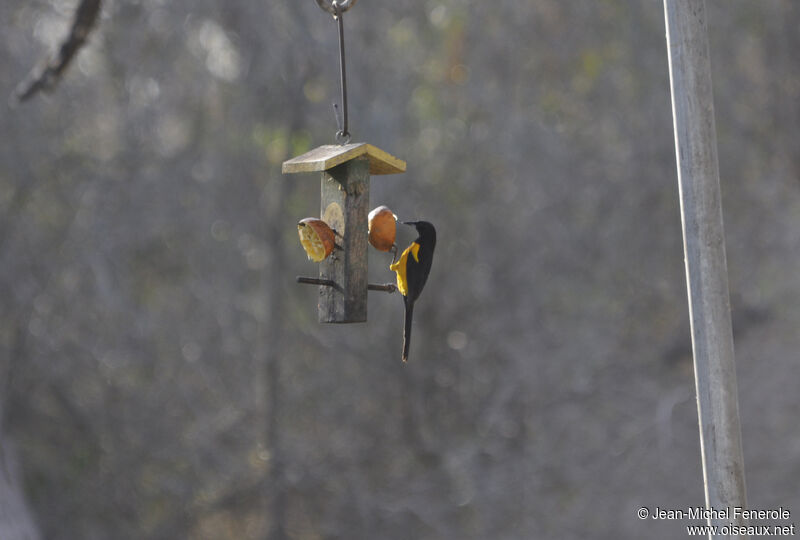 Black-vented Oriole