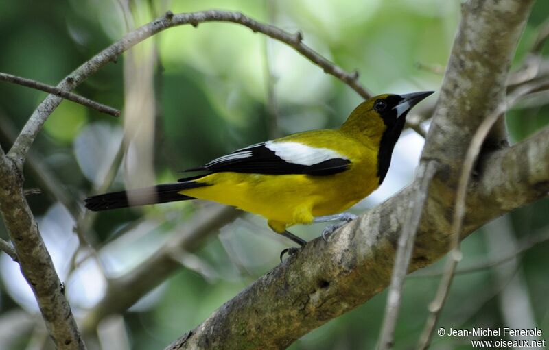 Oriole de la Jamaïque