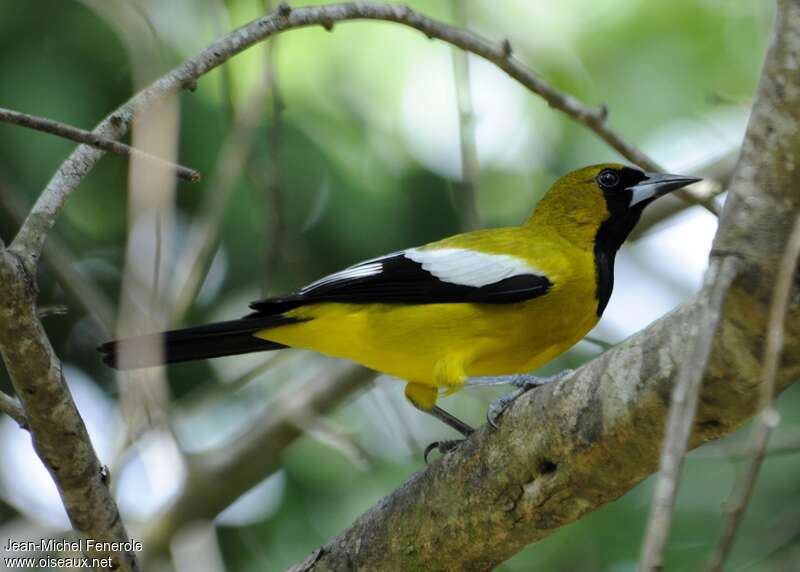 Oriole de la Jamaïqueadulte, identification