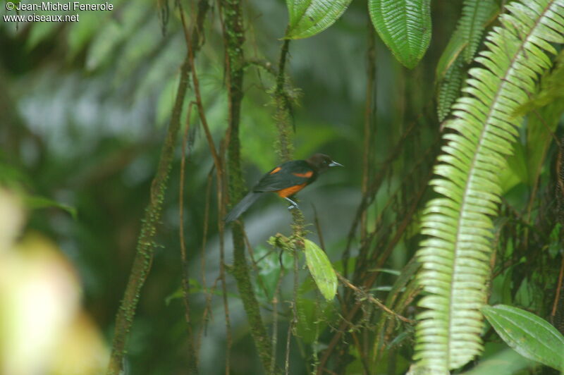 Martinique Oriole