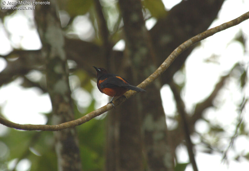 Martinique Oriole