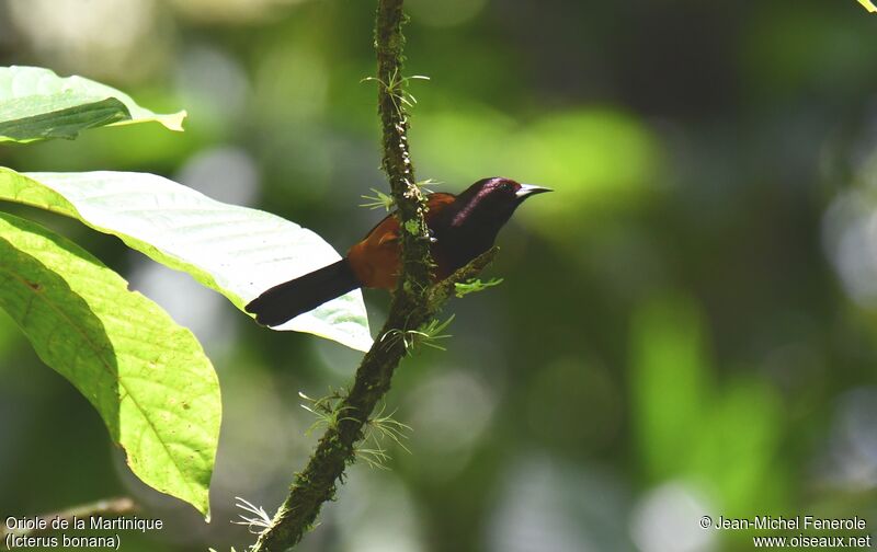 Martinique Oriole