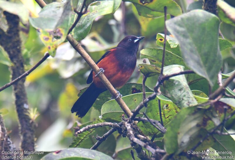 Oriole de la Martinique