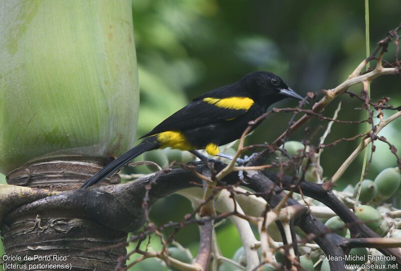 Oriole de Porto Rico