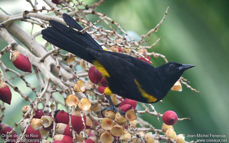 Oriole de Porto Rico