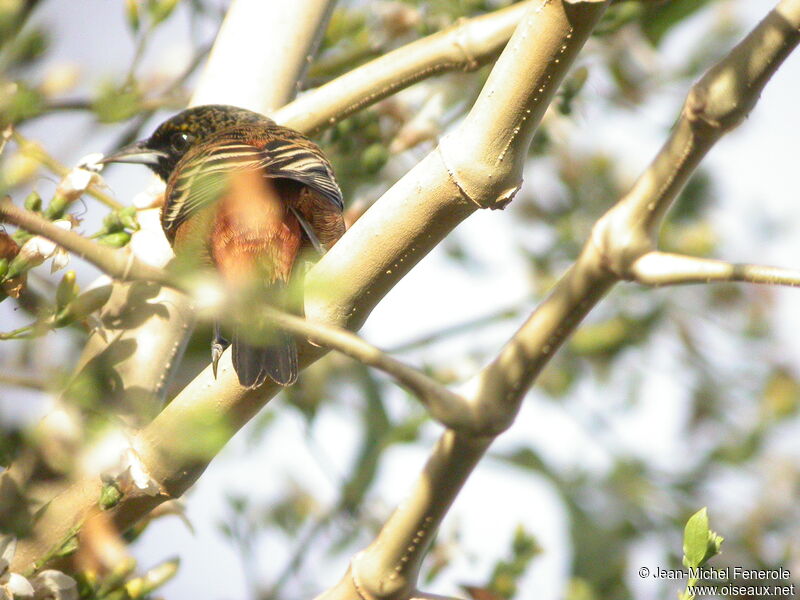 Oriole des vergers