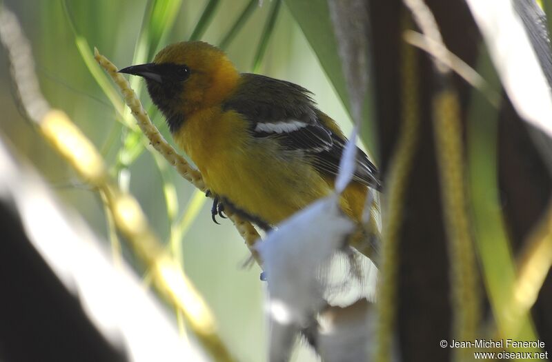 Hooded Oriole