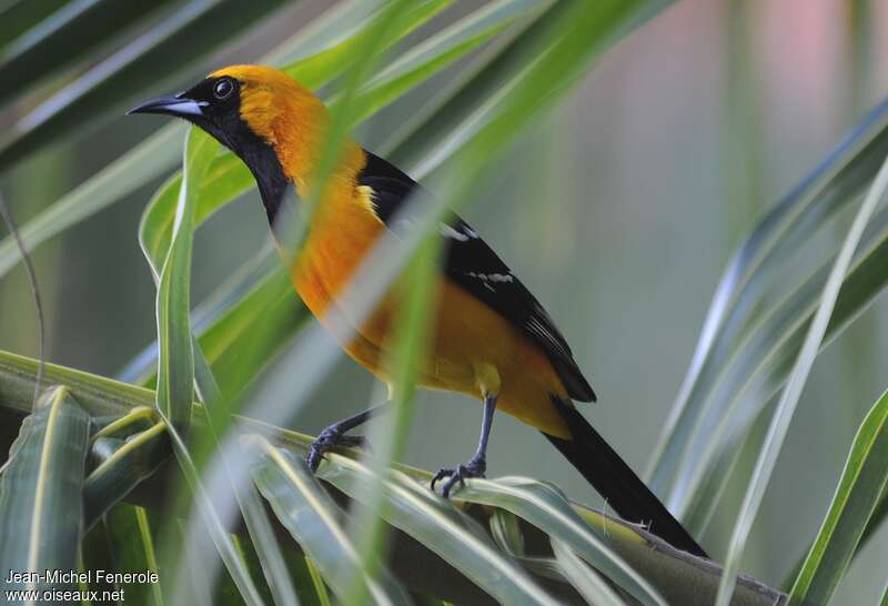 Oriole masqué