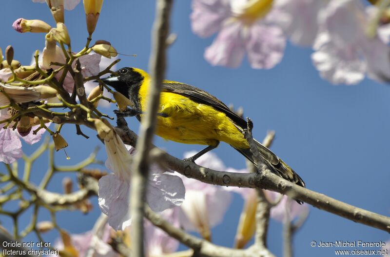 Oriole noir et or