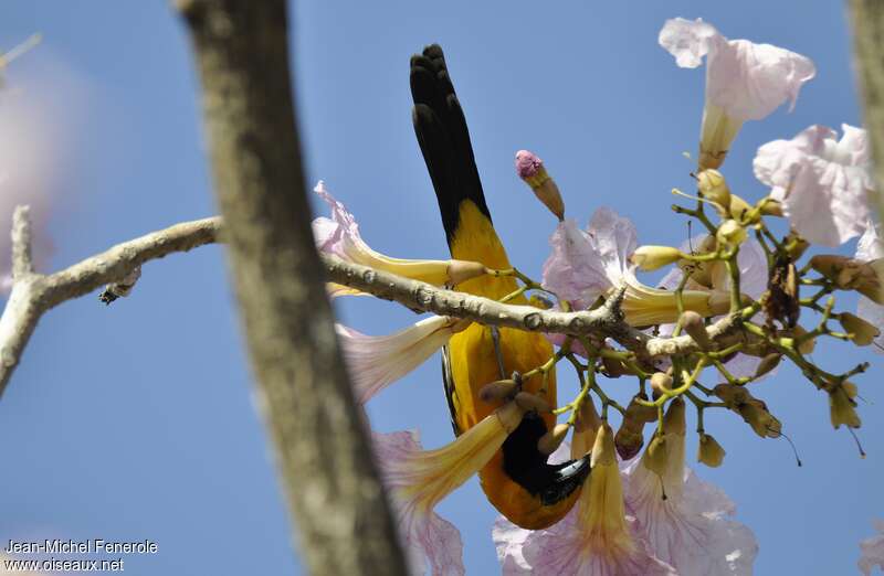 Oriole noir et oradulte, mange, Comportement