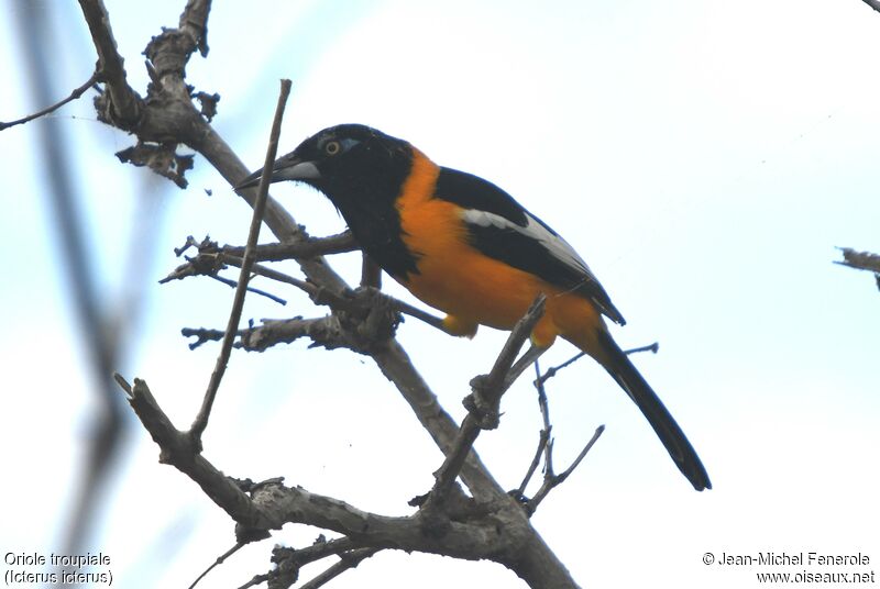 Oriole troupiale