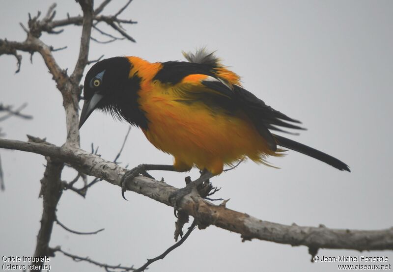 Oriole troupiale