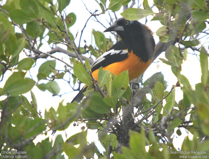 Oriole troupiale