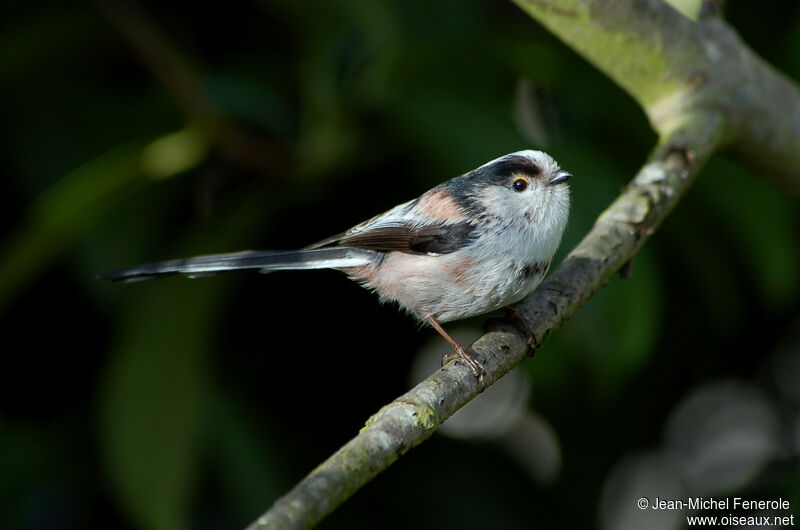 Long-tailed Tit