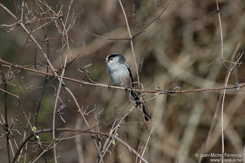 Long-tailed Tit