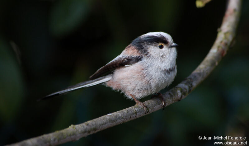 Long-tailed Titadult