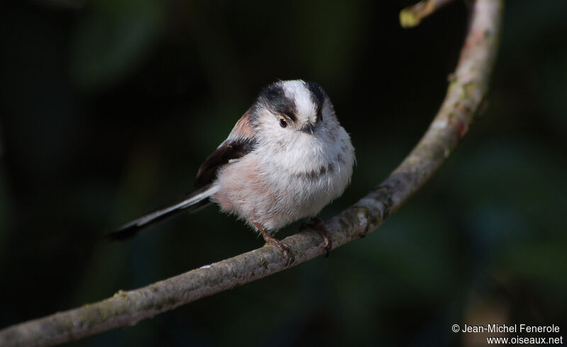 Long-tailed Tit