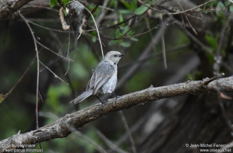 American Bushtit